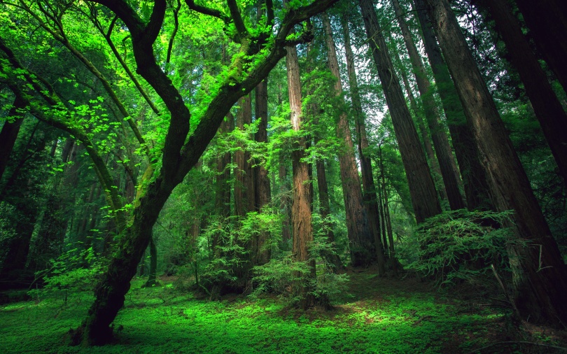Floresta - Novais Engenharia e Meio Ambiente